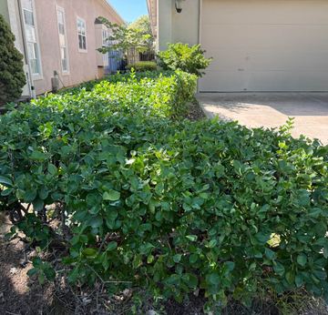 Hedge trimming